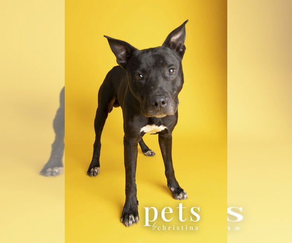 Medium Photo #12 Mutt Puppy For Sale in Foristell, MO, USA