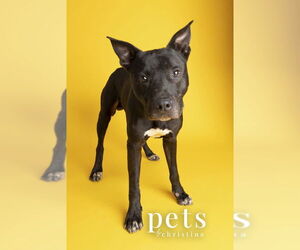 DK- King - Male Mutt Dog for Adoption - Photo #12
