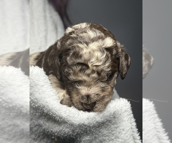 Medium Photo #2 Goldendoodle Puppy For Sale in HOWARD CITY, MI, USA