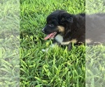 Small #1 Australian Shepherd