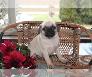 Jug-Pug Mix Puppy for sale in SHILOH, OH, USA