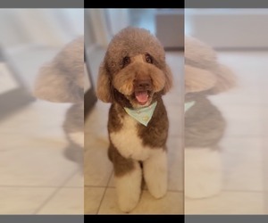 Father of the Labradoodle puppies born on 03/31/2025