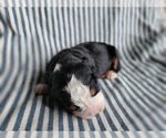 Small Photo #4 Bernese Mountain Dog Puppy For Sale in CUBA CITY, WI, USA