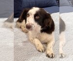 Small Photo #1 English Springer Spaniel-Unknown Mix Puppy For Sale in Newport Beach, CA, USA