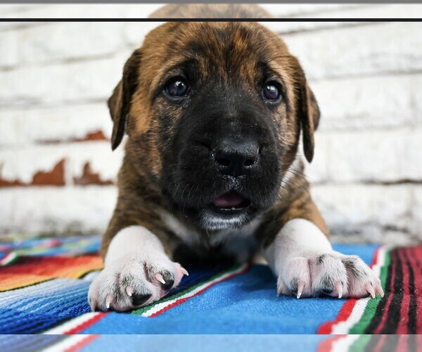 Medium Photo #2 Great Dane-Unknown Mix Puppy For Sale in OKLAHOMA CITY, OK, USA