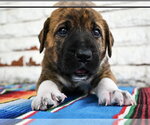 Small #1 Great Dane Mix