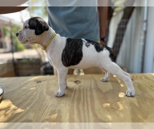 Medium Photo #2 American Bulldog Puppy For Sale in GALLUP, NM, USA