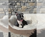 Small Photo #8 Boston Terrier Puppy For Sale in LYNNWOOD, WA, USA