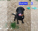 Small #4 Labrador Retriever