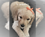 Small Photo #8 Goldendoodle Puppy For Sale in HARRISVILLE, UT, USA