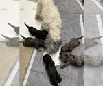 Small Photo #5 Poodle (Miniature) Puppy For Sale in APPLE CREEK, OH, USA