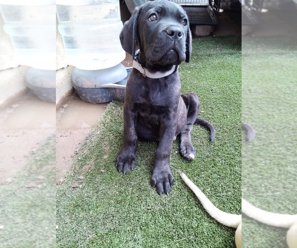 Medium Photo #2 Cane Corso Puppy For Sale in DOUGLAS, AZ, USA
