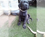 Small #1 Cane Corso