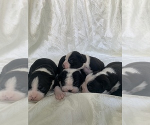 Boston Terrier Puppy for sale in EDMONTON, KY, USA