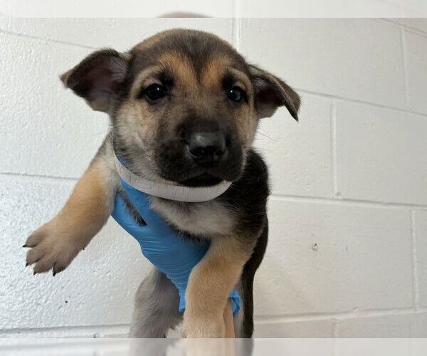 Medium Photo #2 German Shepherd Dog Puppy For Sale in San Bernardino, CA, USA