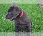 Small Photo #17 Labrador Retriever Puppy For Sale in GREENWOOD, WI, USA