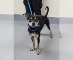 Small Labrador Retriever Mix