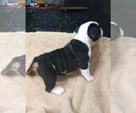Small Photo #9 English Bulldog Puppy For Sale in NORFOLK, VA, USA