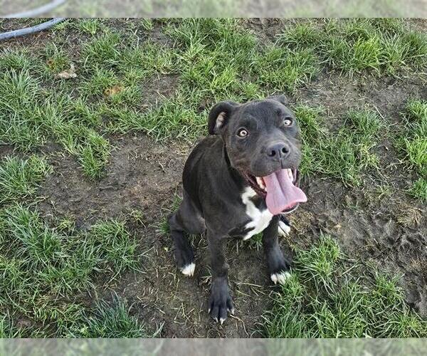 Medium Photo #1 Mutt Puppy For Sale in Bakersfield, CA, USA