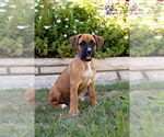 Small Boxer
