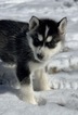 Small Photo #2 Siberian Husky Puppy For Sale in MORGANTOWN, IN, USA