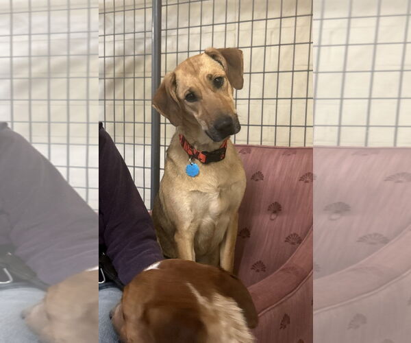 Medium Photo #1 Mutt Puppy For Sale in Williamsburg, IA, USA