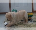 Small Photo #13 Golden Retriever Puppy For Sale in MECHANICSVILLE, MD, USA