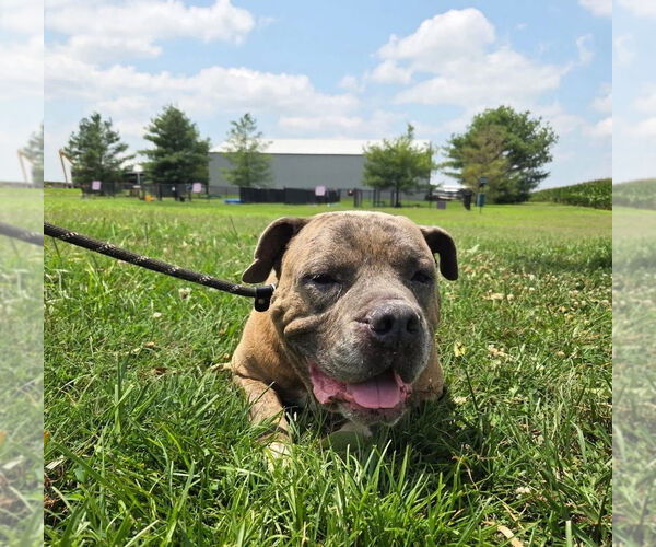 Medium Photo #1 American Pit Bull Terrier Puppy For Sale in Evansville, IN, USA