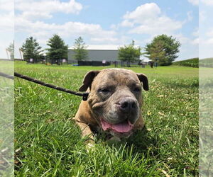 American Pit Bull Terrier Dogs for adoption in Evansville, IN, USA