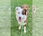 Small #3 Australian Shepherd