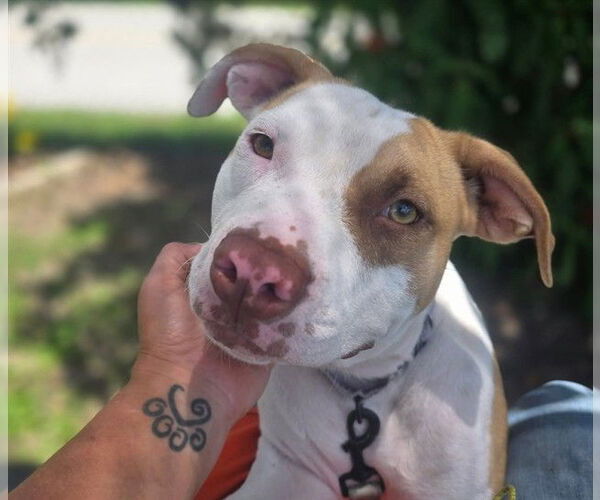 Medium Photo #2 American Pit Bull Terrier Puppy For Sale in Ocala, FL, USA