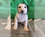 Small Photo #17 Dalmatian Puppy For Sale in AMARILLO, TX, USA