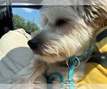 Small #2 Maltese Mix