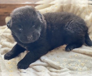 Australian Shepherd-Chow Chow Mix Puppy for sale in DRUMMONDS, TN, USA