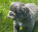 Small #1 French Bulldog
