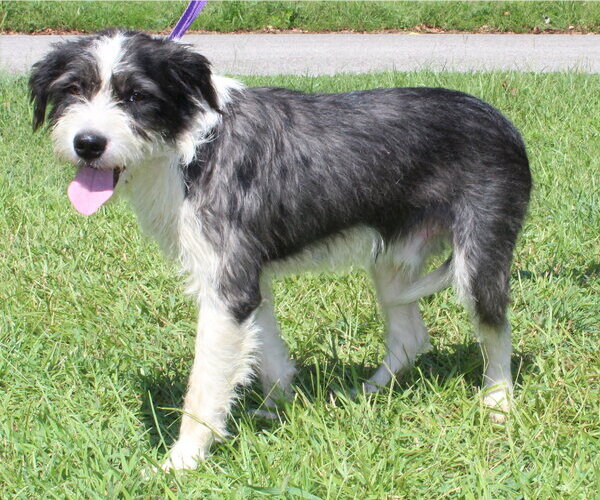 Medium Photo #2 Mutt Puppy For Sale in Prattville, AL, USA