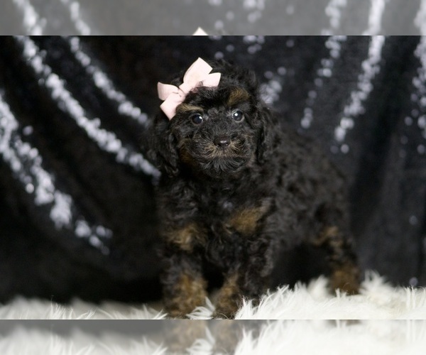 Medium Photo #3 Poodle (Toy) Puppy For Sale in WARSAW, IN, USA