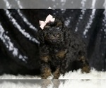 Small #2 Poodle (Toy)