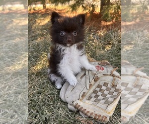 Pomeranian Puppy for sale in MIDDLEBURY, IN, USA