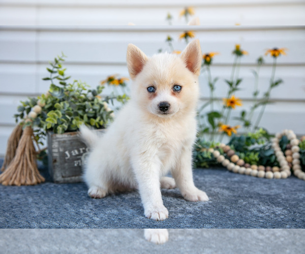 Medium Photo #1 Pomsky Puppy For Sale in ELIZABETHTOWN, PA, USA