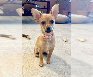 Chihuahua Dogs for adoption in Genesee, WI, USA