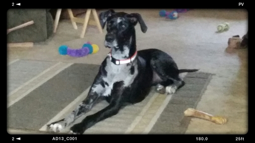 Medium Photo #1 Great Dane Puppy For Sale in PHILLIPSBURG, KS, USA