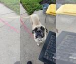 Small Photo #1 Border Collie-Mastiff Mix Puppy For Sale in BANCROFT, NE, USA
