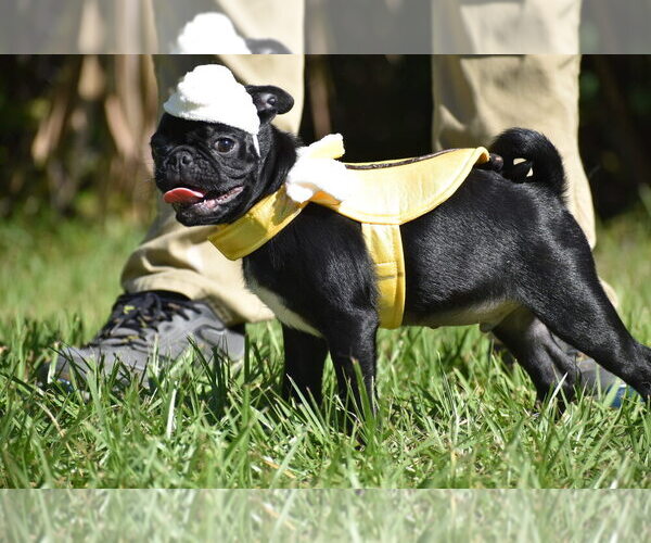 Medium Photo #9 Pug Puppy For Sale in PALM COAST, FL, USA