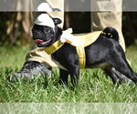 Scooby - Male Pug Puppy for Sale - Photo #9