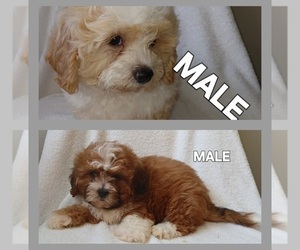 Maltese-Poodle (Toy) Mix Puppy for Sale in BURLINGTON, Massachusetts USA