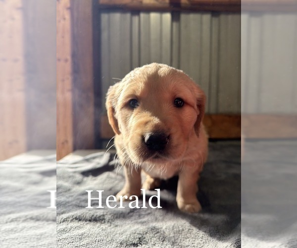Medium Photo #3 Golden Retriever Puppy For Sale in LE ROY, MN, USA