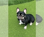 Small Photo #1 French Bulldog Puppy For Sale in LAKE WORTH, FL, USA