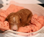 Small #3 Goldendoodle