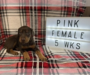 Doberman Pinscher Puppy for sale in NEW MADISON, OH, USA